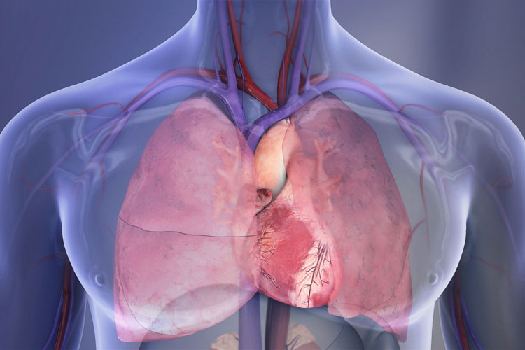 heart and lungs illustration